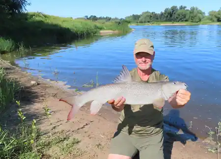 Fangfoto von einer Barbe aus der Elbe bei Magdeburg