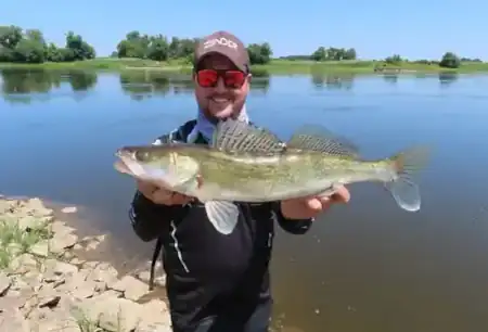 Stolzer Angler präsentiert einen Zander an der sommerlichen Elbe