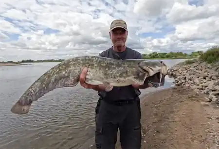 Fangfoto von einem Wels am Elbufer