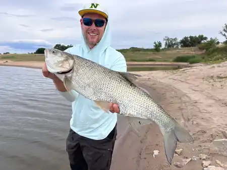 Fangfoto von einem Sommerrapfen aus der Elbe