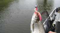 zanderguiding-01072012-23