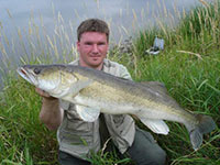 Fangfoto kapitaler Zander aus der Elbe bei Magdeburg