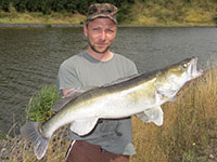 Kapitaler Kanalzander gefangen bei einem Angelguiding vom Ufer am Elbe-Havelkanal