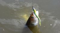 zanderguiding-04092013-12