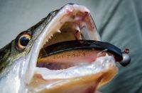 zanderguiding-04092013-44