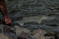zanderguiding-04092013-45