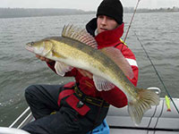 Fangfoto Zander beim Bootsangeln mit Gummifisch auf einem See