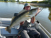 Fangfoto Elbemonster kapitaler Zander in der Elbe bei Magdeburg mit Gummifisch beim Bootsangeln