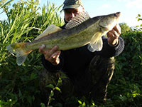 vorschaubild 10062006 Zander aus dem Elbe-Havelkanal