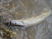zanderguiding-10082011-11