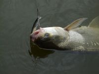 zanderguiding-12072011-19