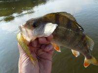 zanderguiding-12072011-26