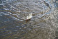 zanderguiding-12072014-13