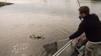zanderguiding-12072014-24