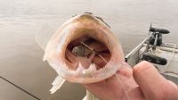 zanderguiding-12072014-25