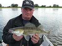 Fangfoto Zander auf Gummifisch bei einer Zander Guding Angeltour auf der Elbe vom Boot