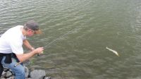 zanderguiding-15072013-11