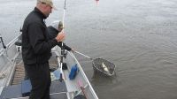 zanderguiding-15072013-23