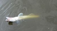zanderguiding-15072013-27