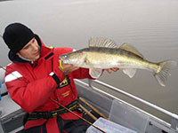 Fangfoto Zander mit Gummifisch vom Boot im See