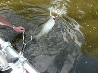 zanderguiding-18092011-16