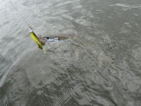 zanderguiding-18092011-9