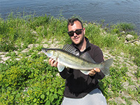 Sommerzander aus der Elbe bei den Zanderfluesterer Angeltouren