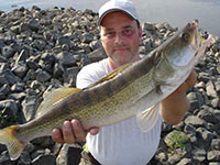 Fangfoto Zander aus der Elbe