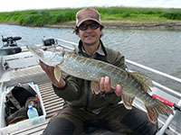 Elbhecht gefangen auf Gummifisch bei einer geführten Guidingtour auf der Elbe vom Boot