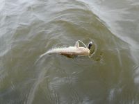 zanderguiding-21062011-29