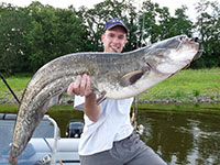 Waller in der Elbe bei einer Angeltour vom Boot