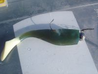 zanderguiding-21072011-12