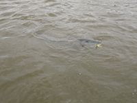 zanderguiding-21072011-9