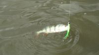 zanderguiding-22102013-34