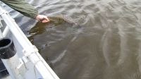 zanderguiding-24032014-19