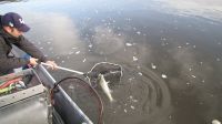 zanderguiding-24032014-8