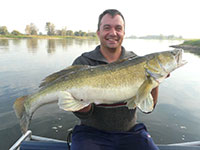 Kapitaler Zander beim Zanderangeln vom Boot auf der Elbe bei Magdeburg mit Gummifisch