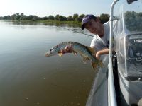 zanderguiding-24102011-16