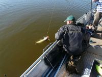 zanderguiding-24102011-37