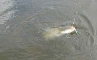 10-zander-guiding-2021