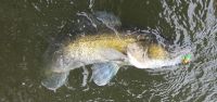 31-zander-guiding-2021