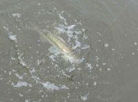 36-zander-guiding-2021