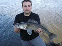 großer dunkler Zander aus der Elbe