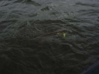 zanderguiding-27092007-1