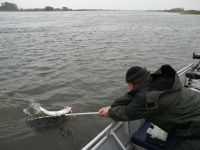 zanderguiding-27102010-3