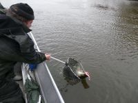 zanderguiding-27102010-7