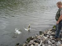zanderguiding-25062009-2