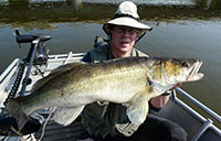 kapitaler Zander beim Zanderanglen auf der Elbe vom Angelboot