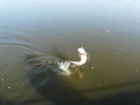 zanderguiding-30092009-5