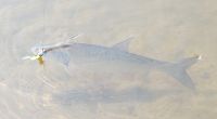 zanderguiding-30092014-50